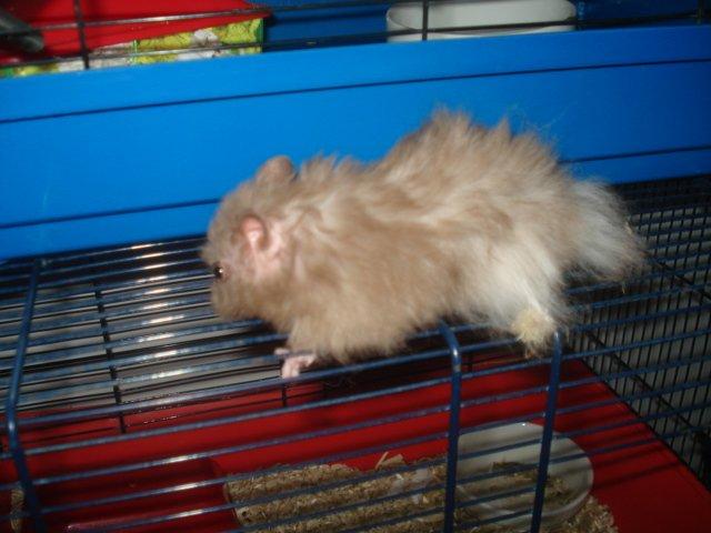 Hamster Tusse´s Houston billede 22