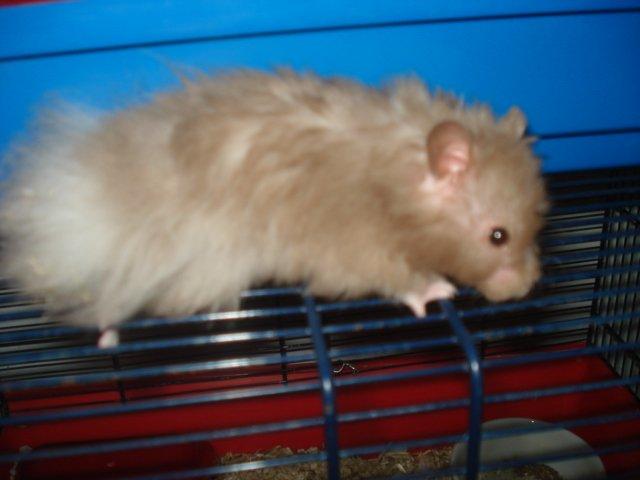 Hamster Tusse´s Houston billede 3