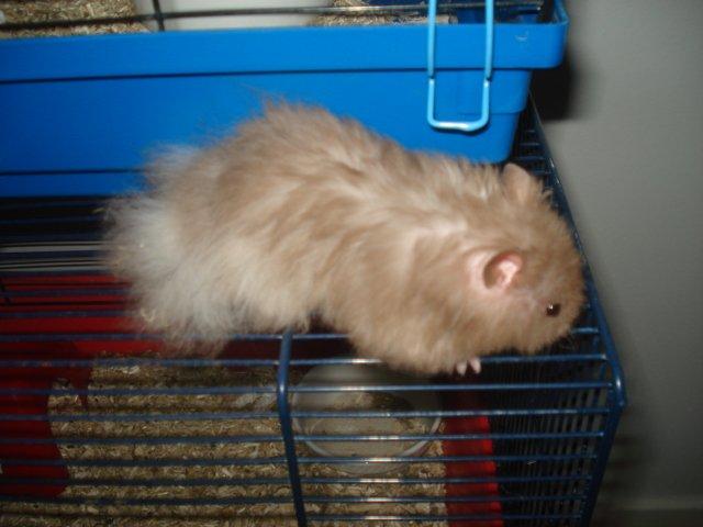 Hamster Tusse´s Houston billede 2