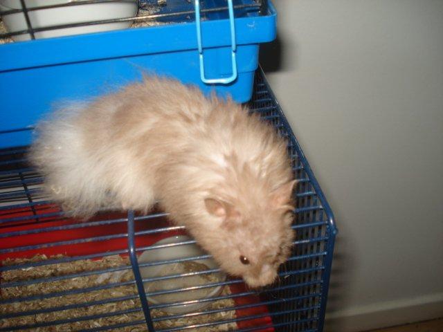 Hamster Tusse´s Houston billede 23