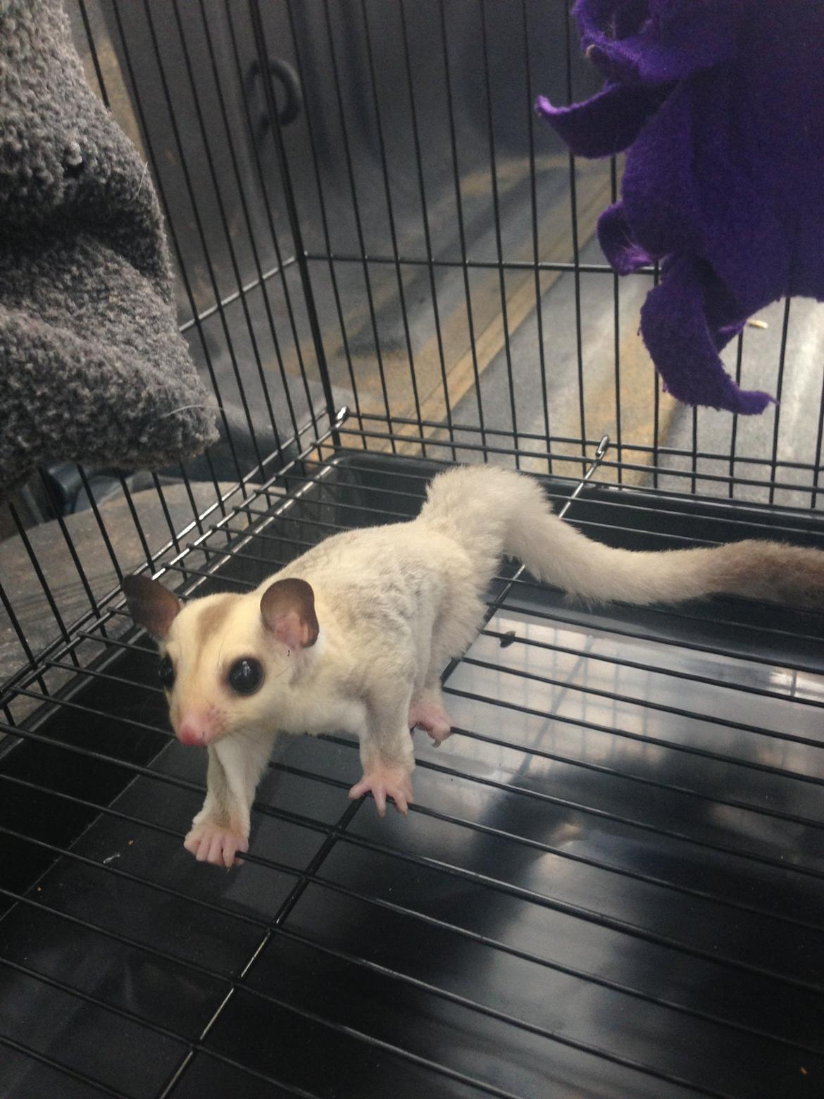 Sugar glider flyvepungegern Eva billede 7