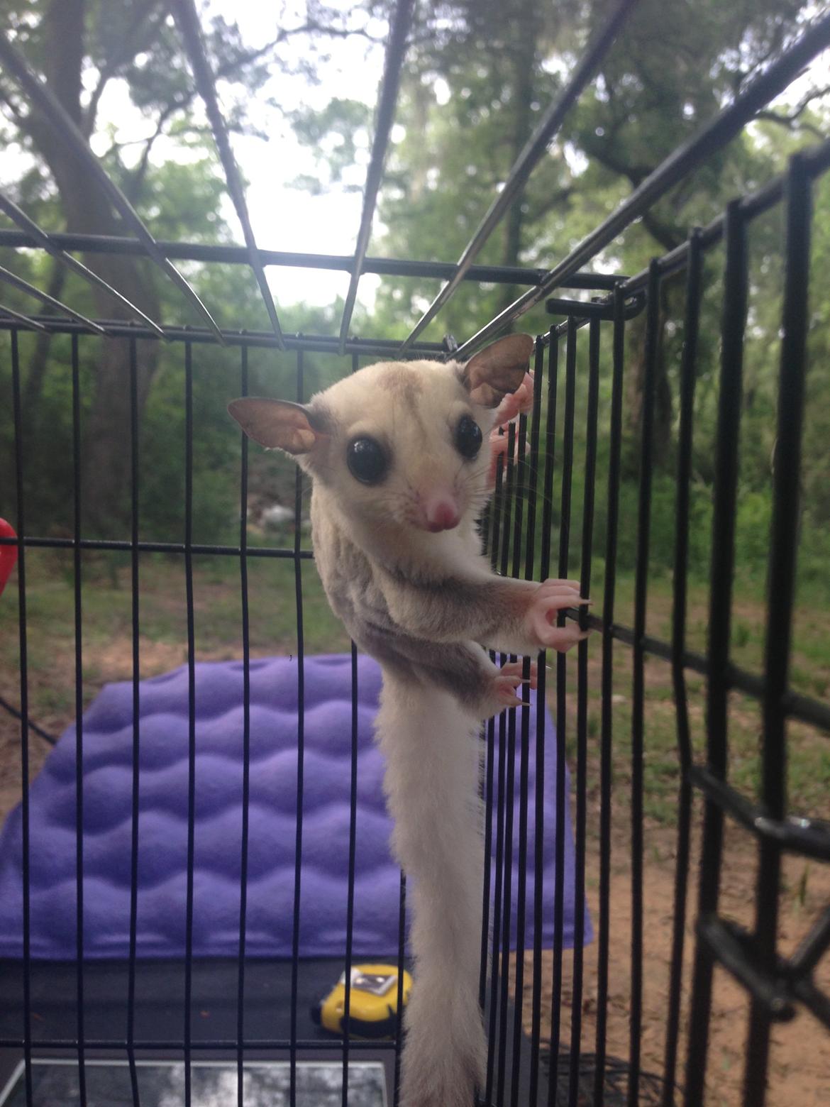 Sugar glider flyvepungegern Eva billede 4
