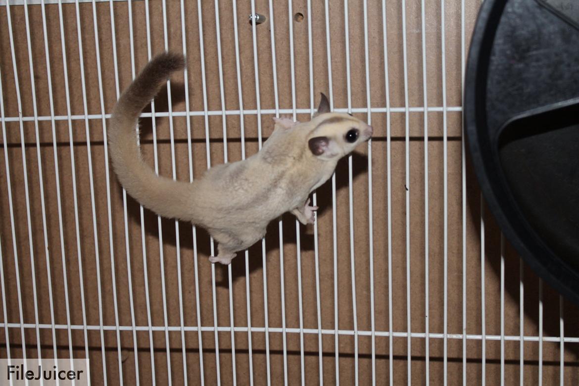 Sugar glider flyvepungegern Eva billede 6