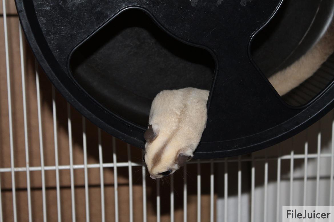 Sugar glider flyvepungegern Eva billede 8