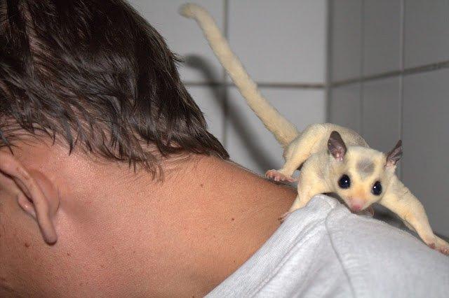 Sugar glider flyvepungegern Aske billede 2