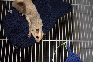 Sugar glider flyvepungegern Eva billede 3