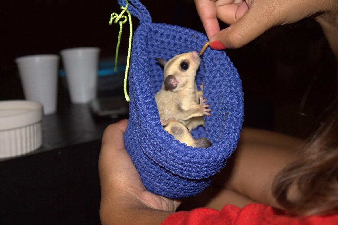Sugar glider flyvepungegern Eva billede 2