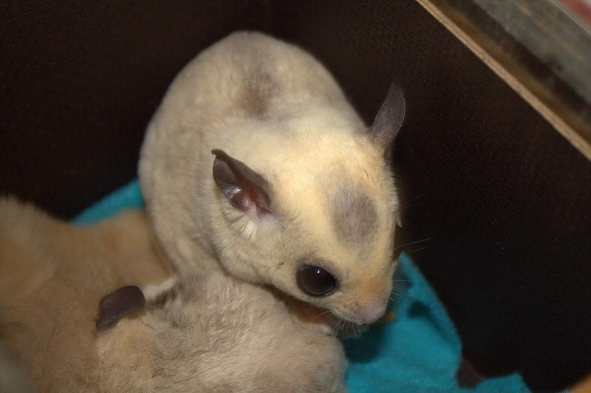 Sugar glider flyvepungegern Aske billede 9