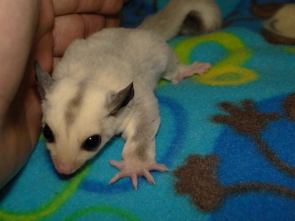 Sugar glider flyvepungegern Eva billede 1