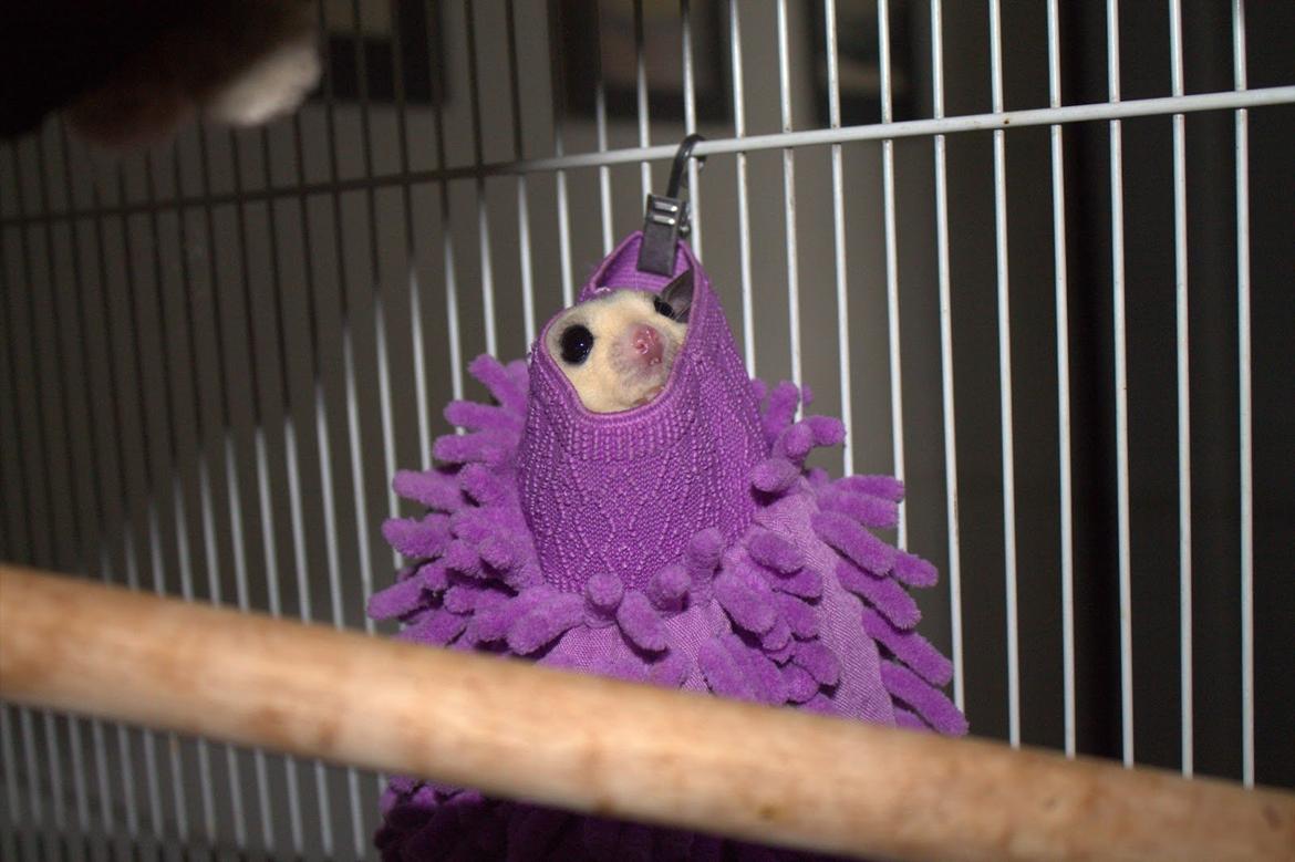 Sugar glider flyvepungegern Eva billede 5