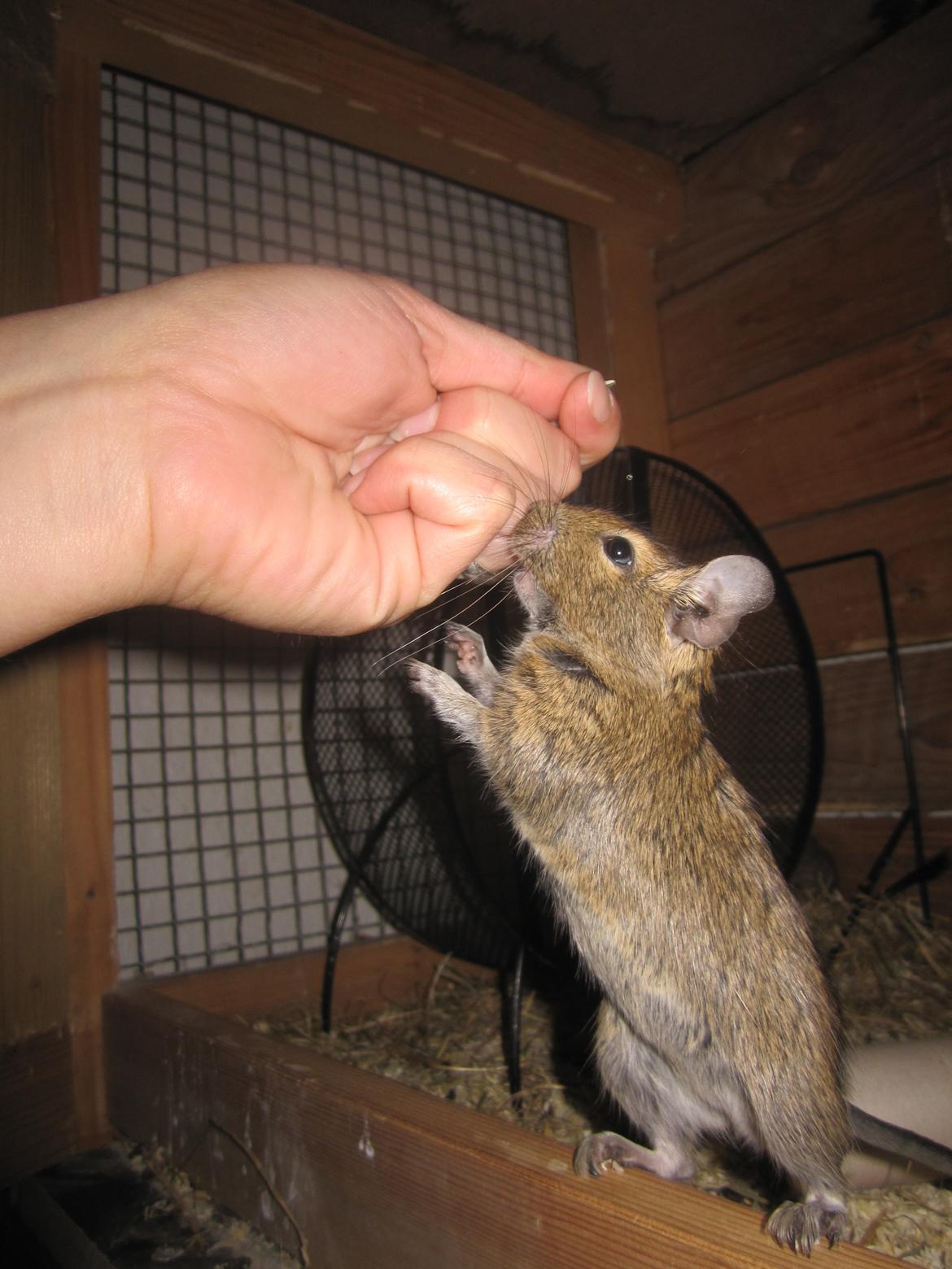 Degu Papaya (hvil i fred <3) billede 15