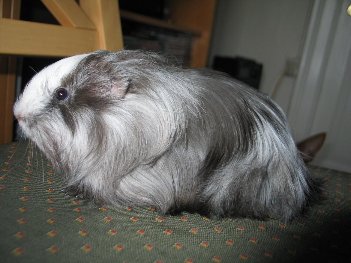 Marsvin Bella billede 24