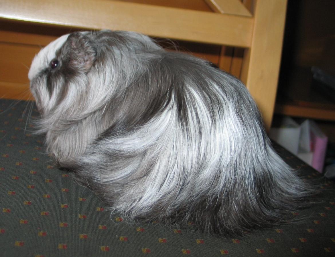 Marsvin Bella billede 3