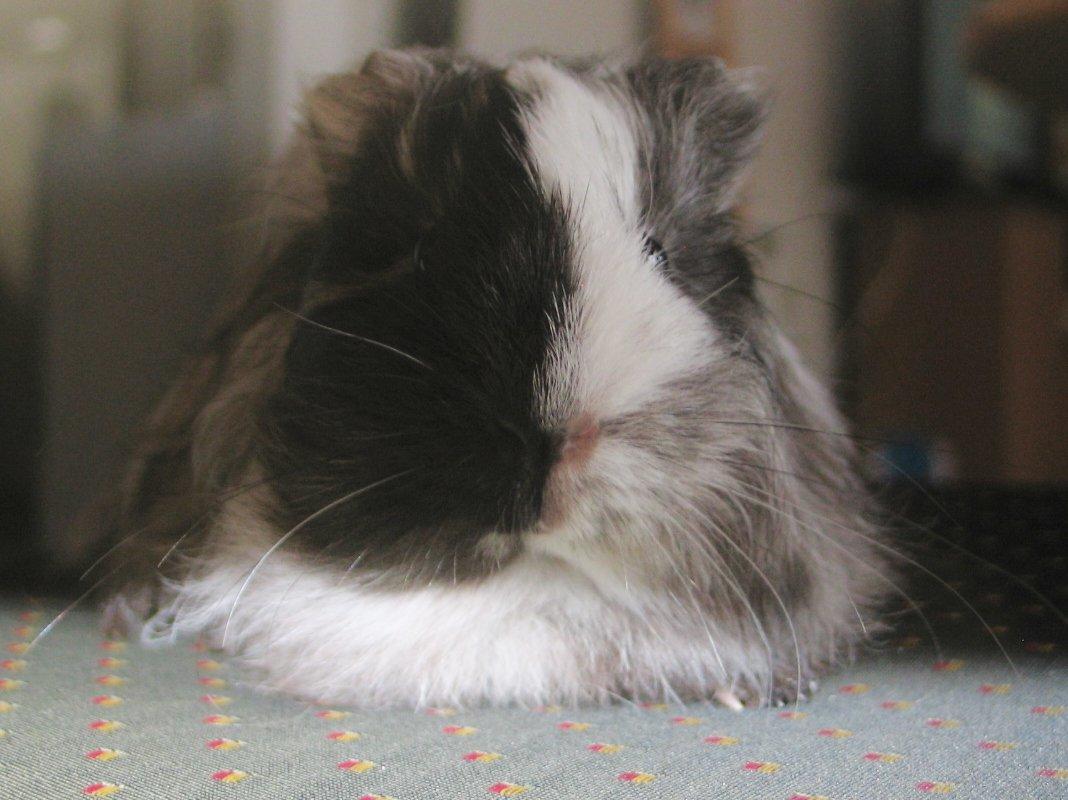 Marsvin Bella billede 2