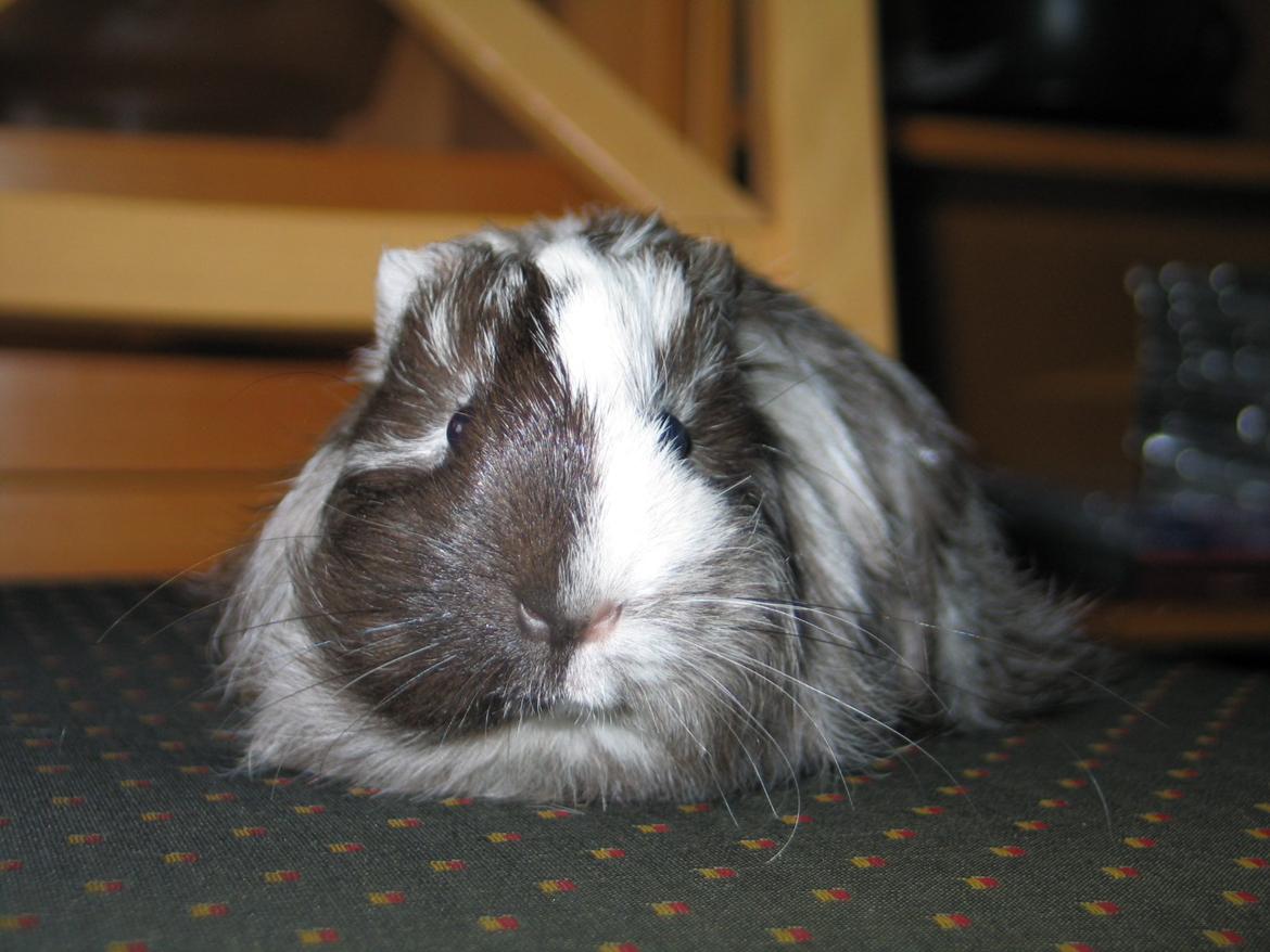 Marsvin Bella billede 5