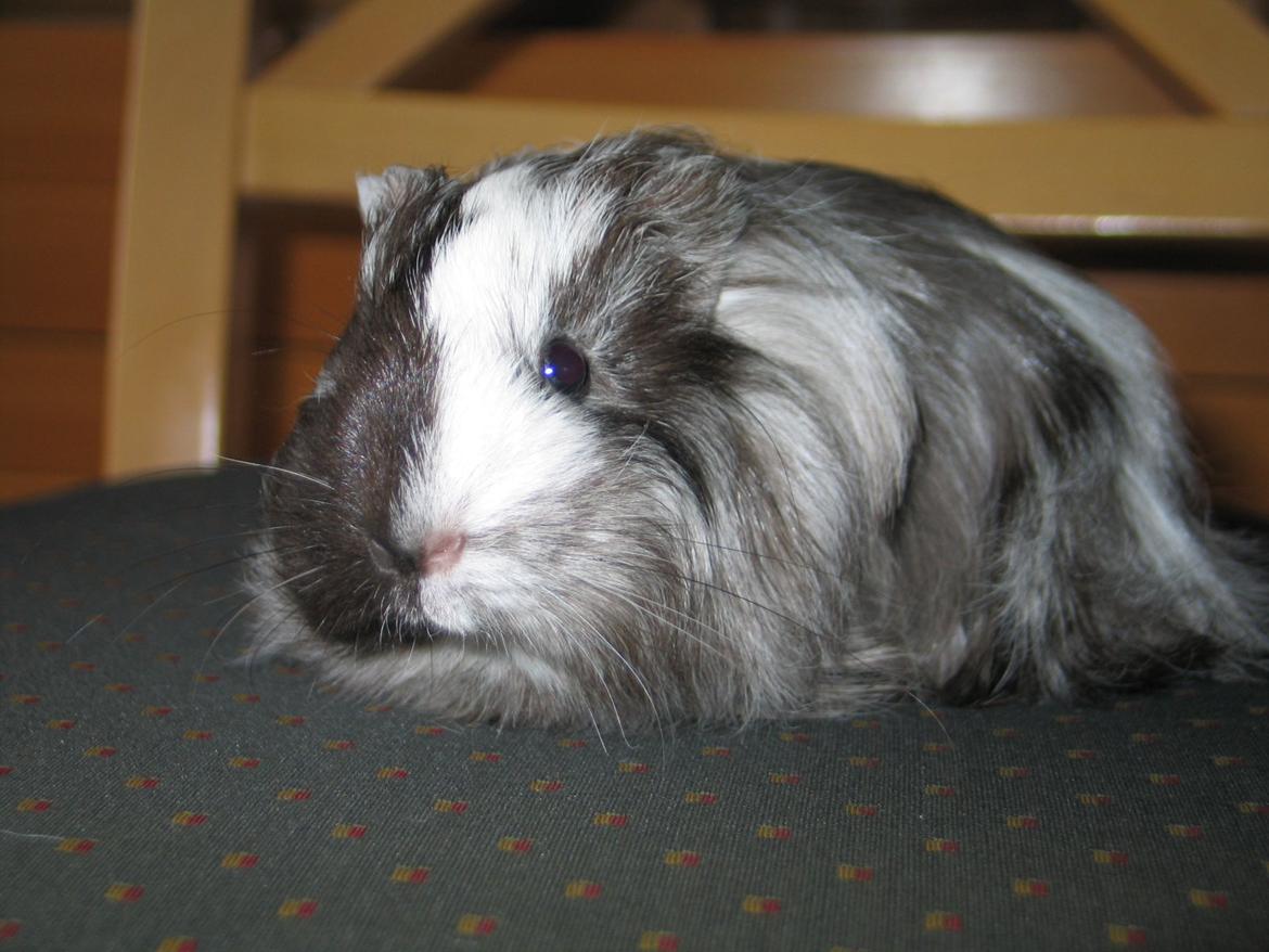 Marsvin Bella billede 1