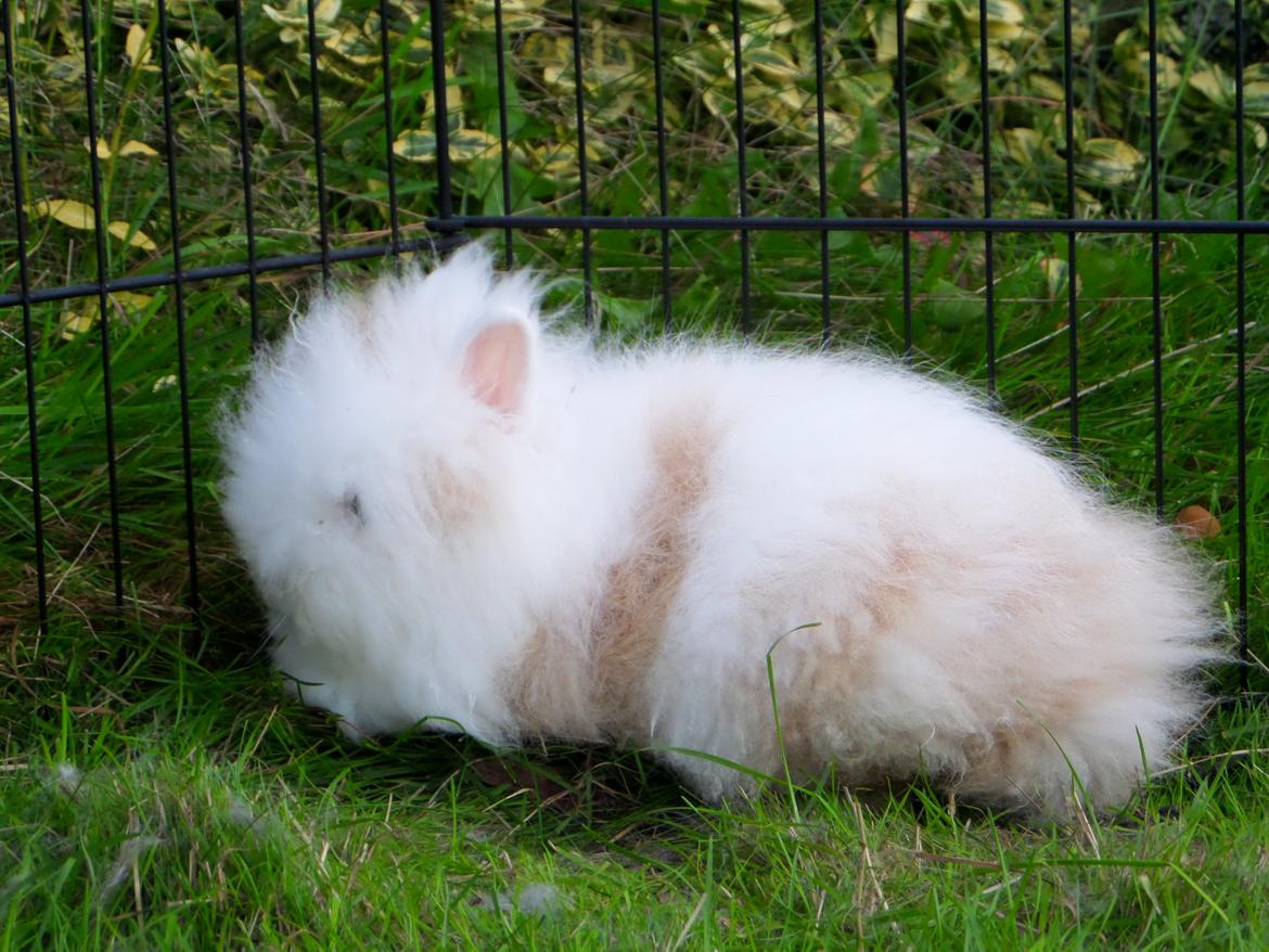 Kanin Emma von den pfotenvilla <3 - 20 sep 2013 billede 25