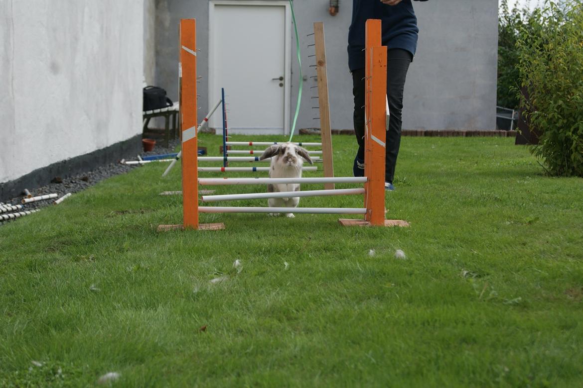 Kanin Blobber - 21-09-2013 billede 11