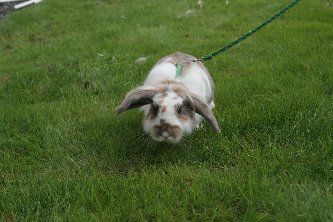 Kanin Blobber - 21-09-2013 billede 12