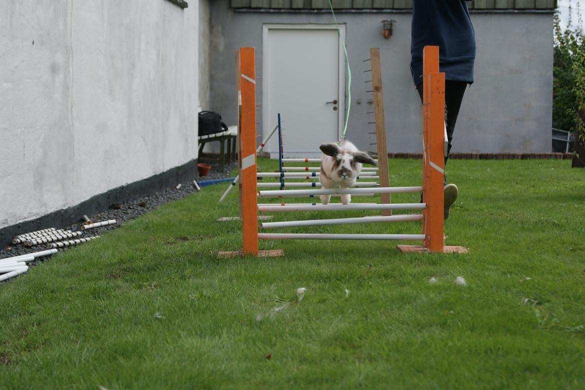 Kanin Blobber - 21-09-2013 billede 13