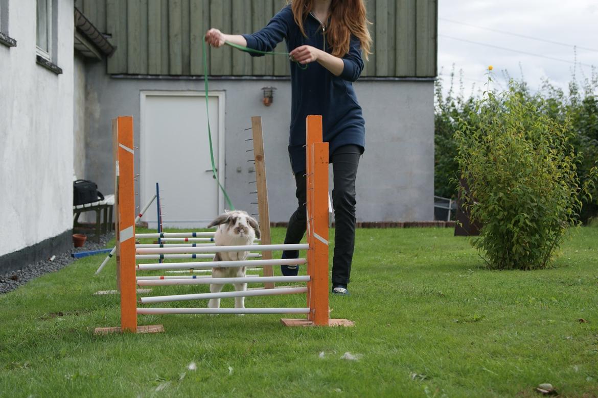 Kanin Blobber - 21-09-2013 billede 10