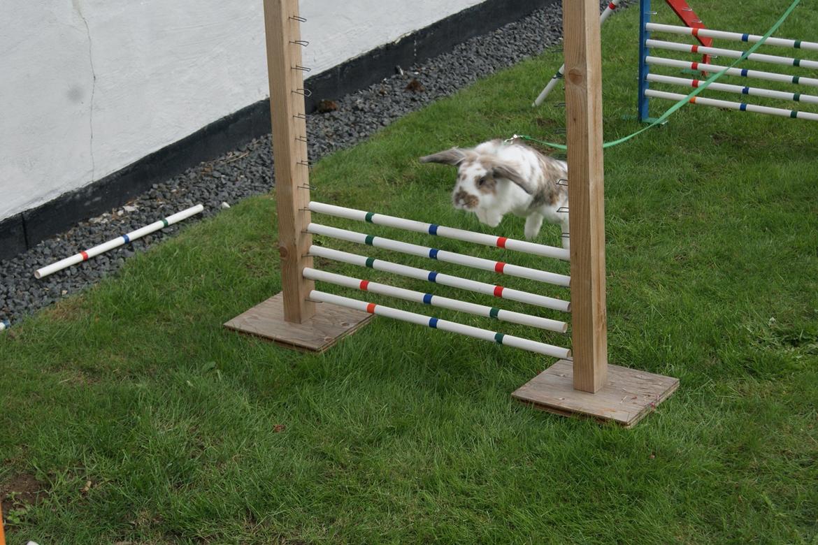 Kanin Blobber - 21-09-2013 billede 14