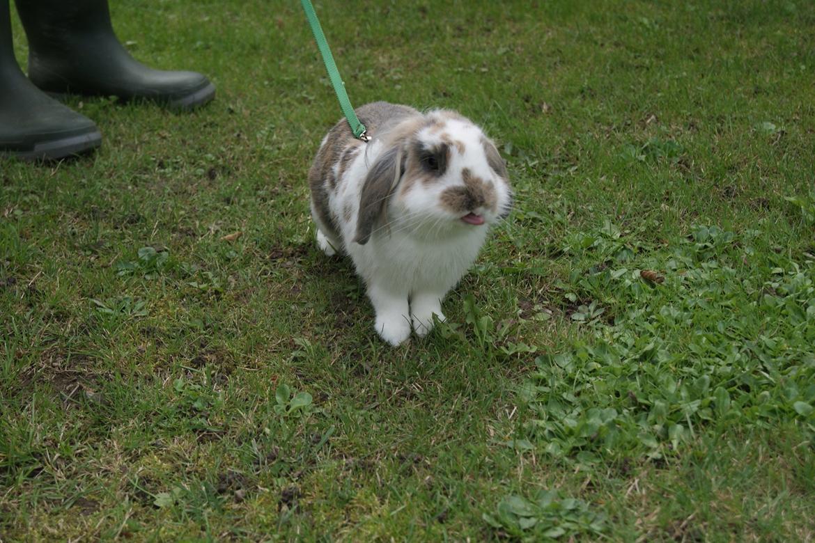 Kanin Blobber - 21-09-2013 billede 9