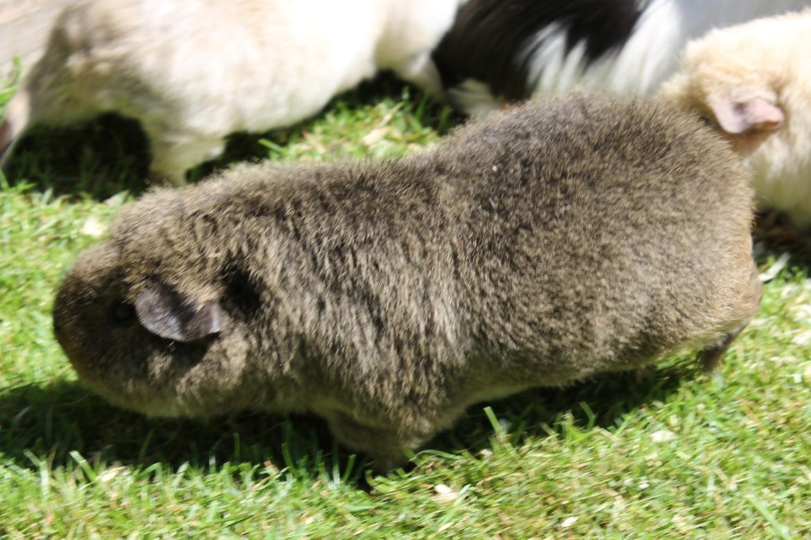 Marsvin Costalinkas LAURA billede 22