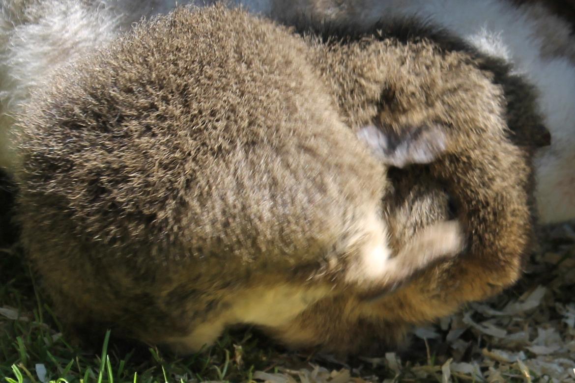 Marsvin Costalinkas LAURA billede 24