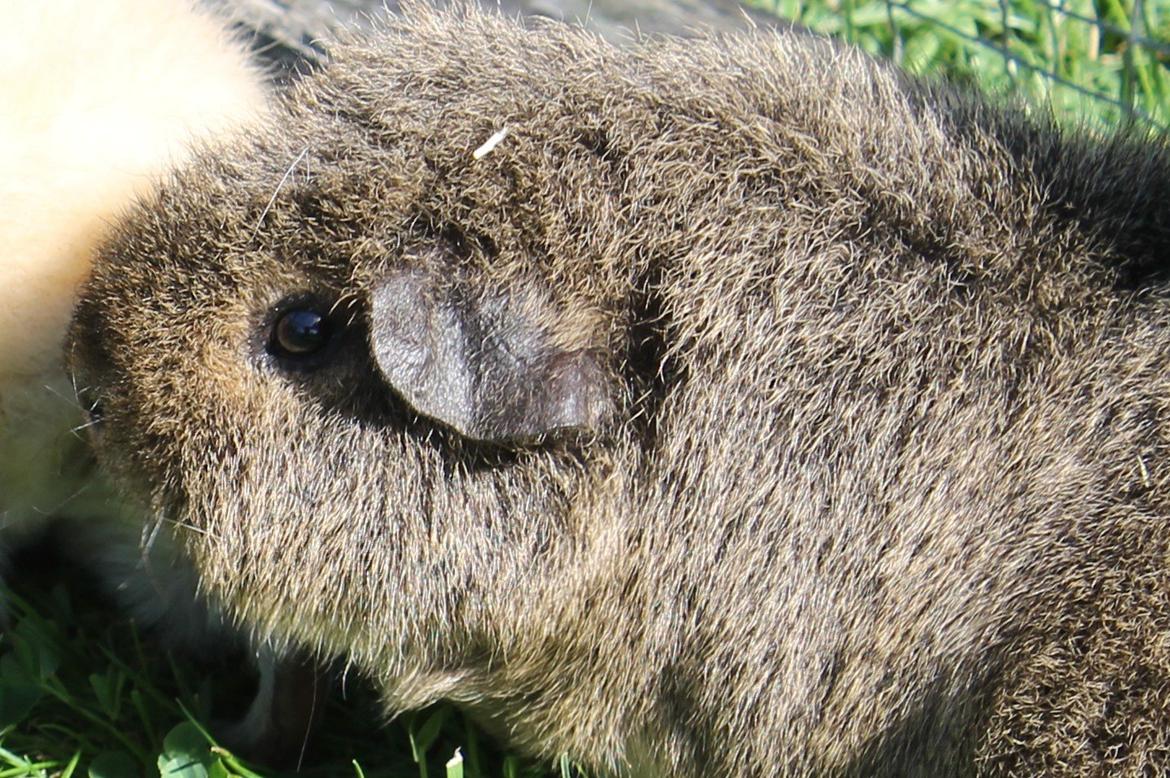 Marsvin Costalinkas LAURA billede 23