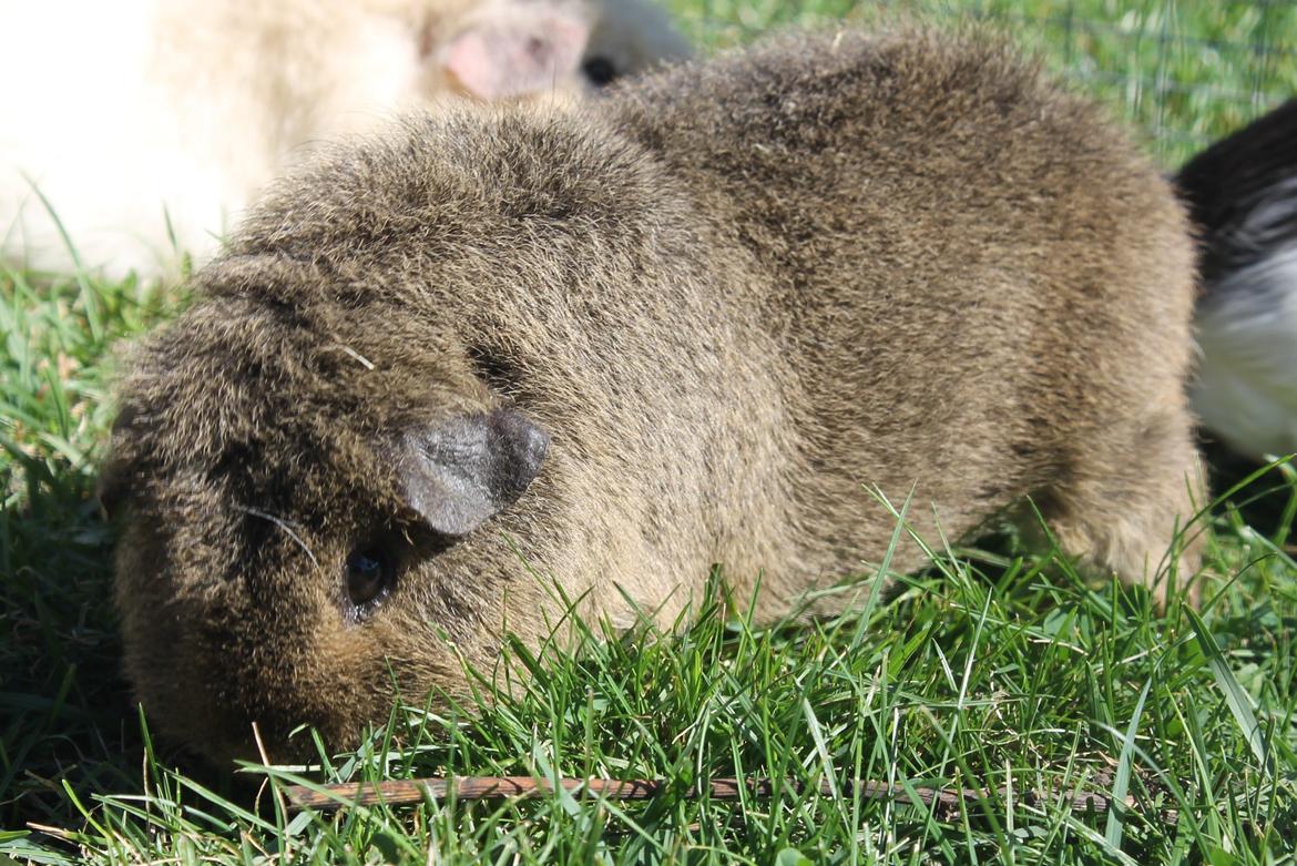 Marsvin Costalinkas LAURA billede 25