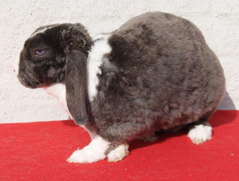 Kanin liselotte billede 5