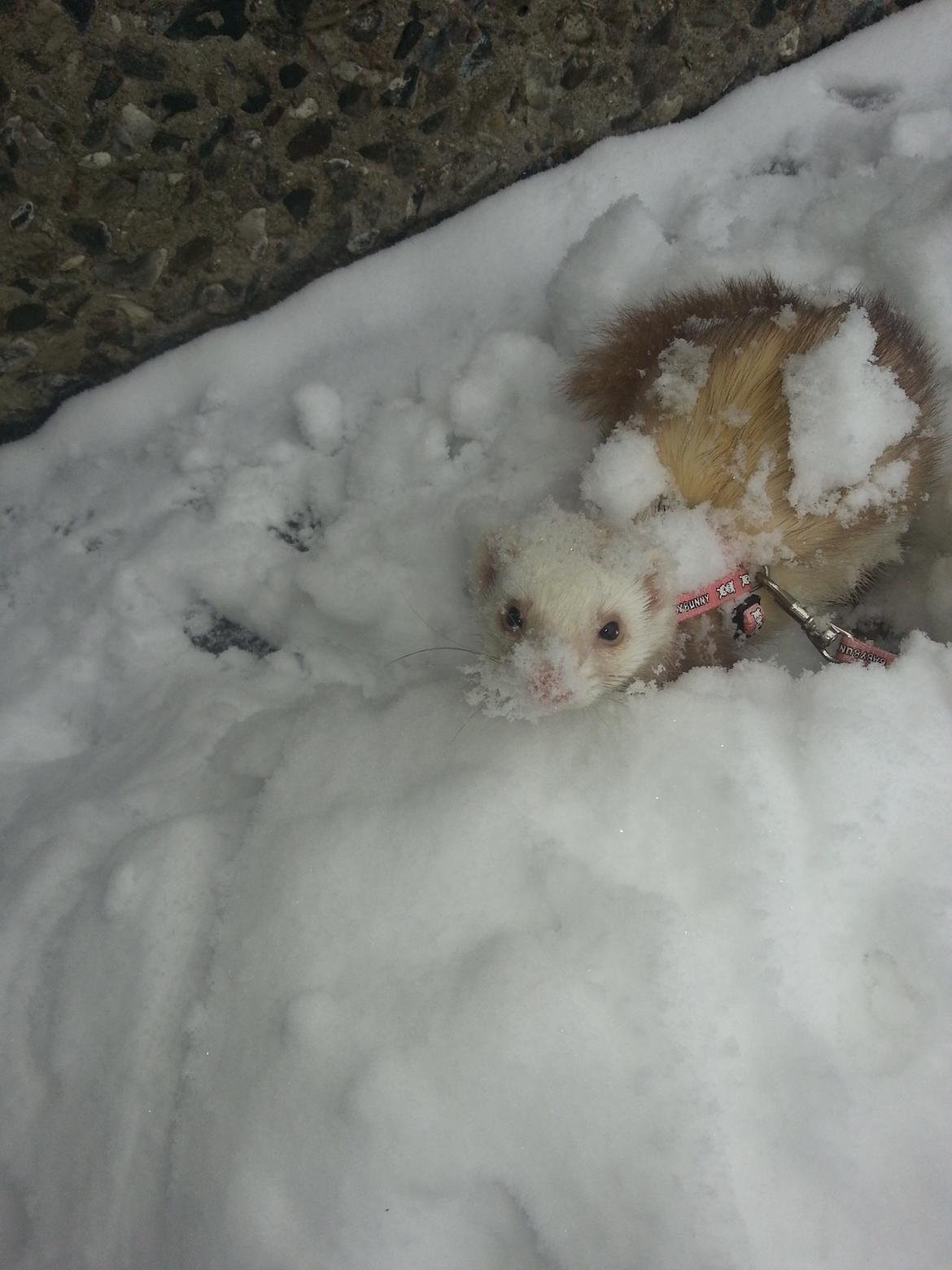 Ilder Sascha billede 1