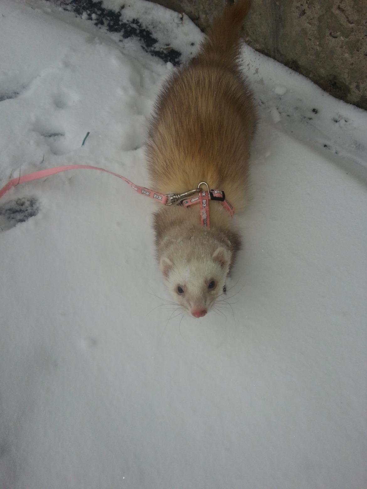 Ilder Sascha billede 2