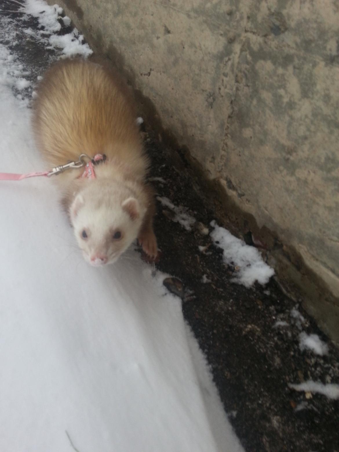 Ilder Sascha billede 3