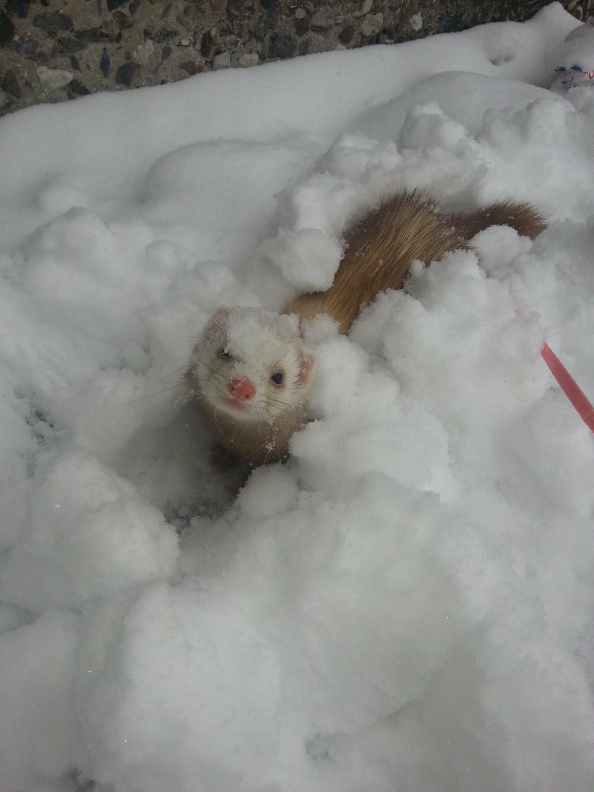 Ilder Sascha billede 4