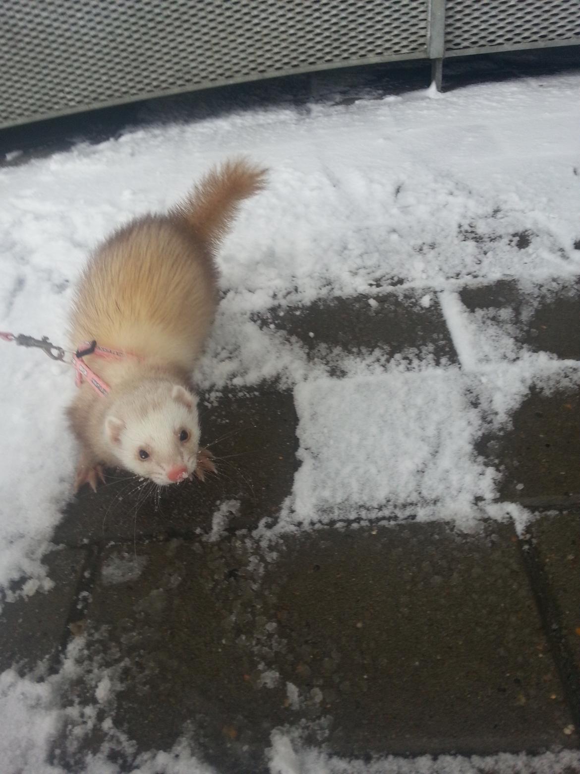 Ilder Sascha billede 5