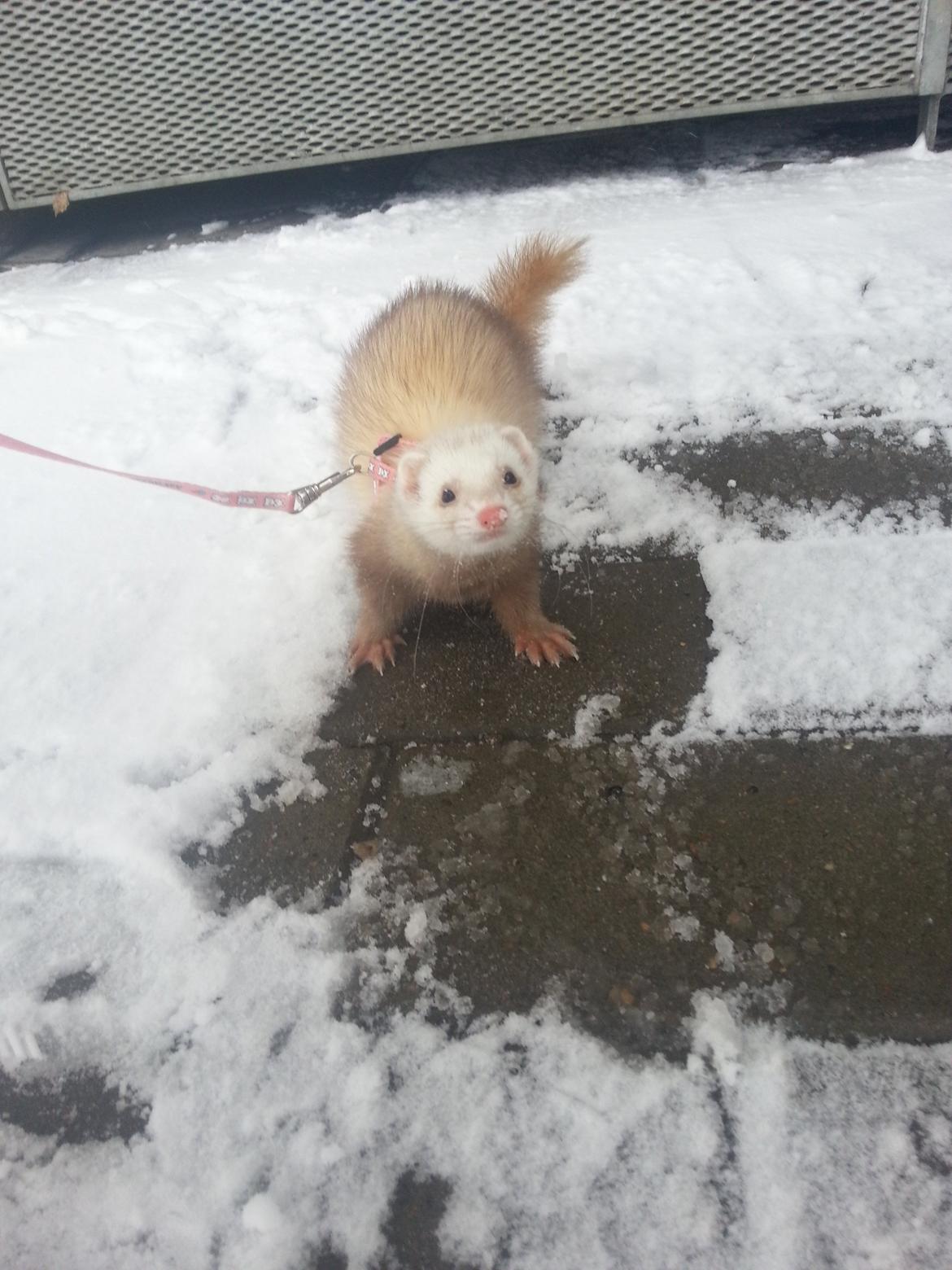 Ilder Sascha billede 6