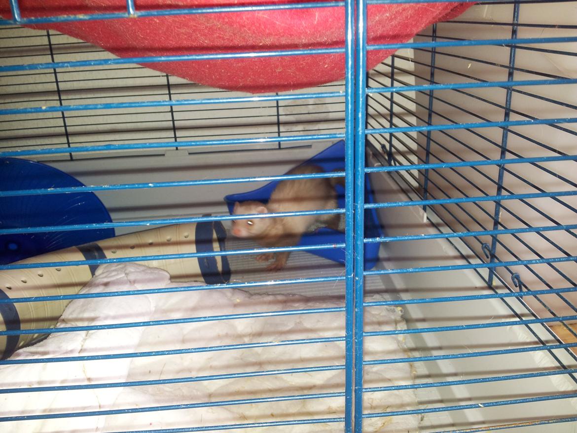 Ilder Sascha billede 7