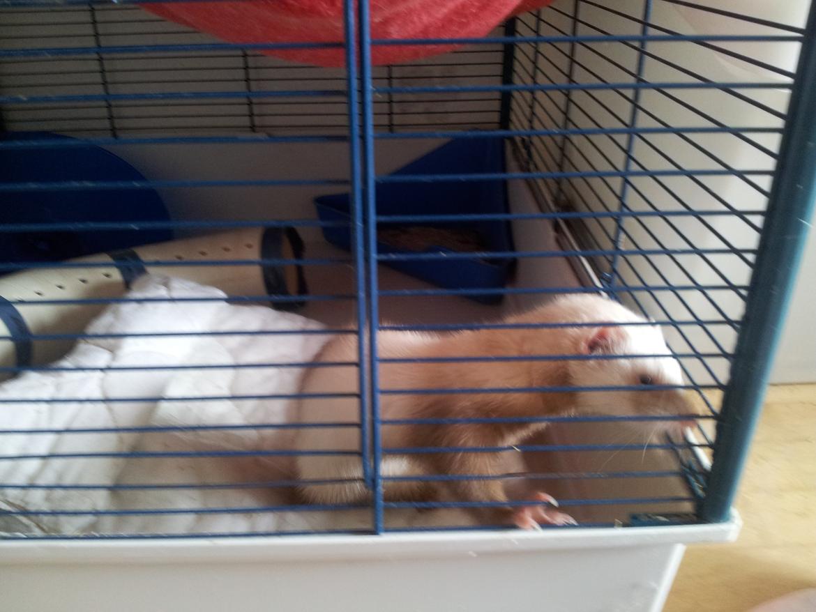 Ilder Sascha billede 8