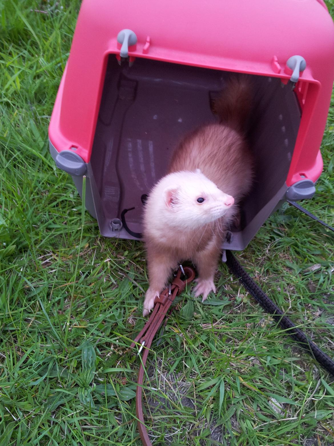 Ilder Sascha billede 9