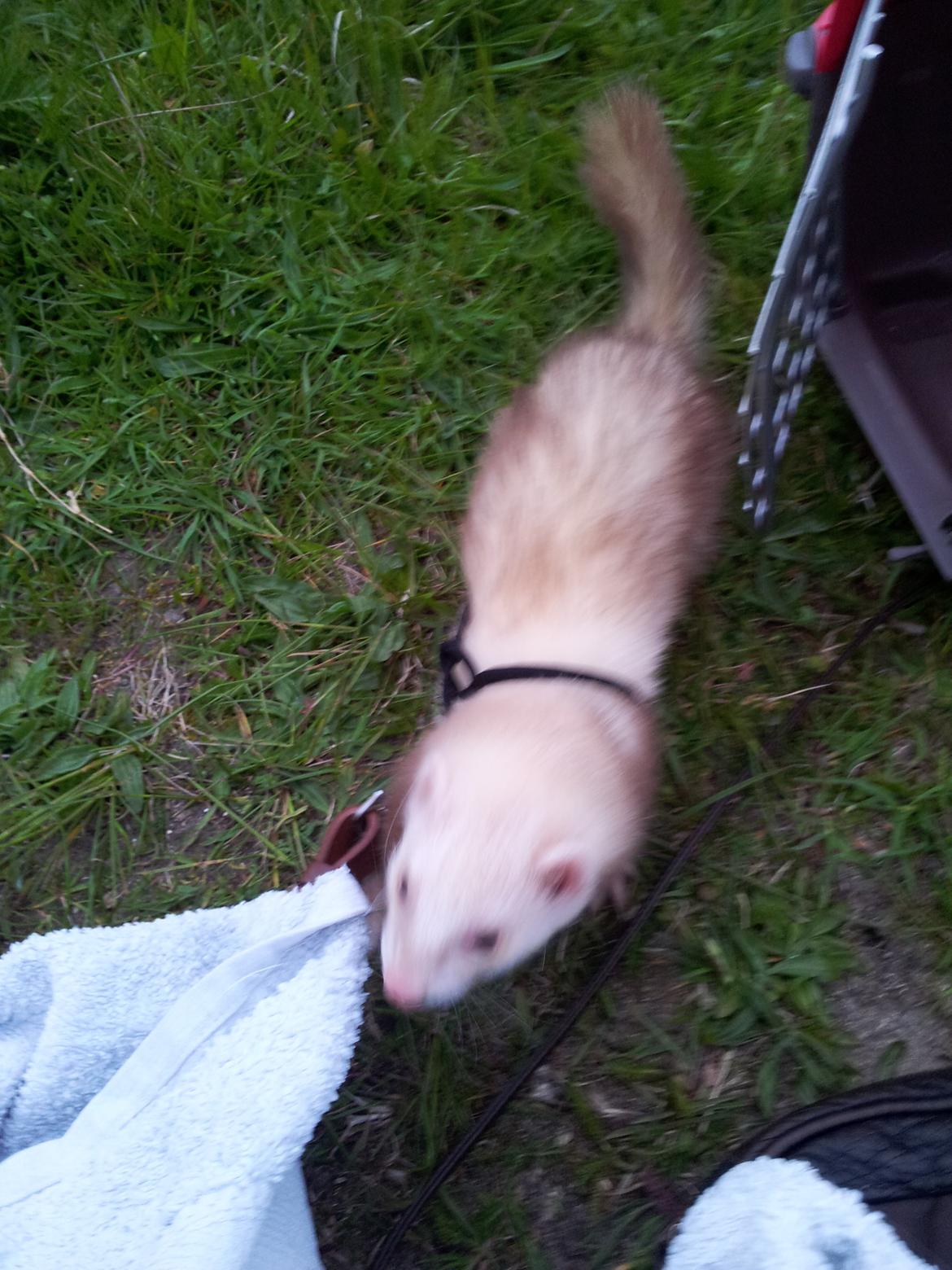 Ilder Sascha billede 11