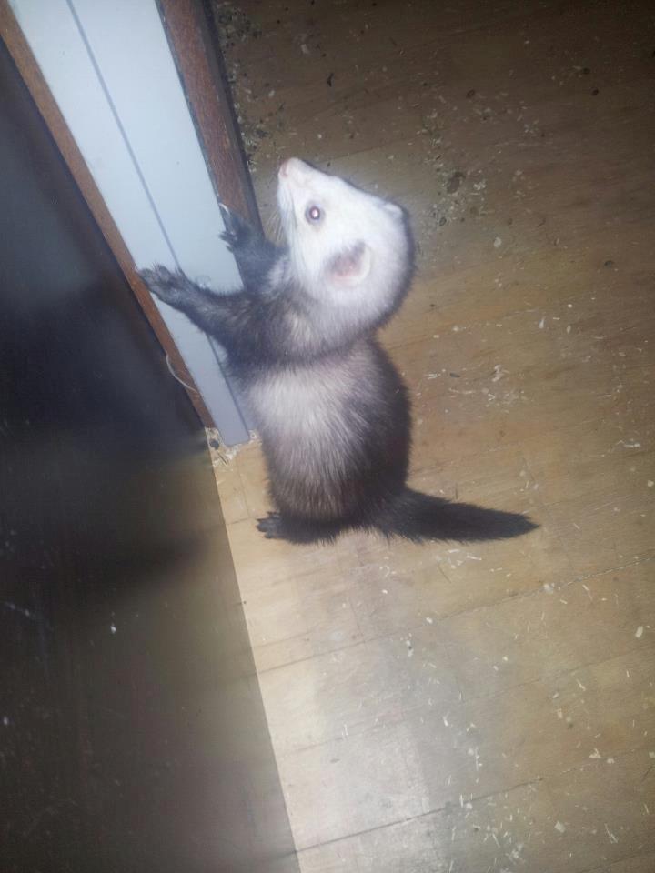 Ilder Pixie billede 1