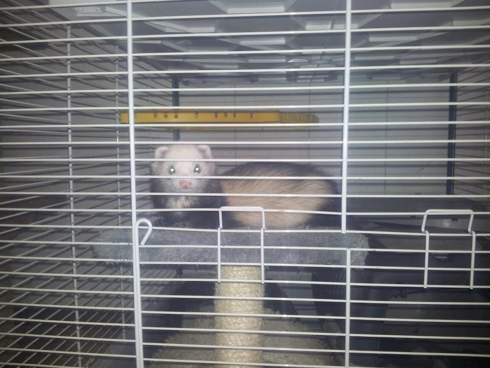 Ilder Pixie billede 2