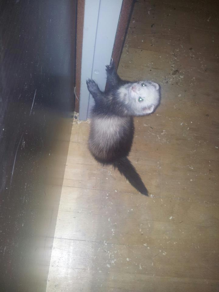 Ilder Pixie billede 3