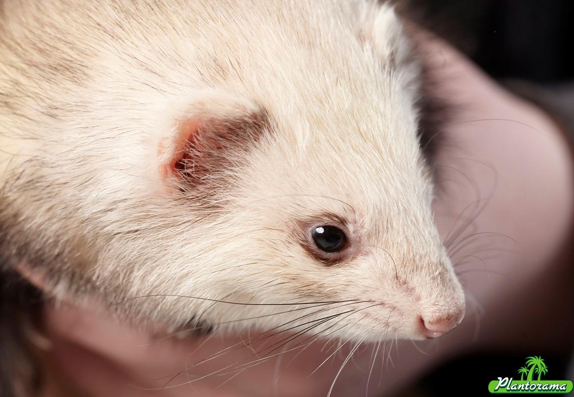 Ilder Pixie billede 4