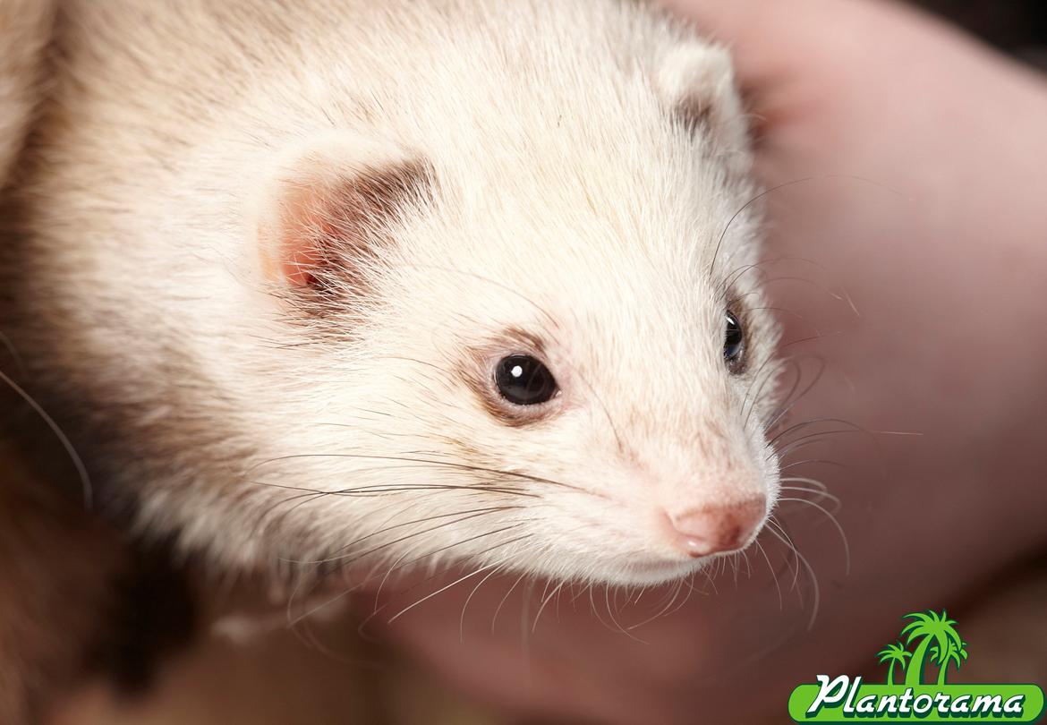 Ilder Pixie billede 5