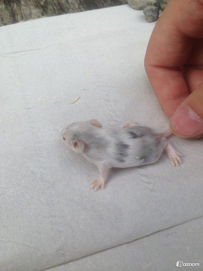 Mus Sukin billede 10