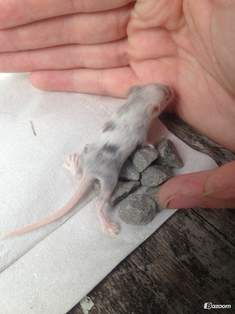 Mus Sukin billede 11