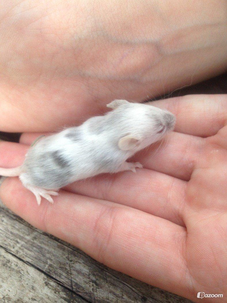 Mus Sukin billede 12